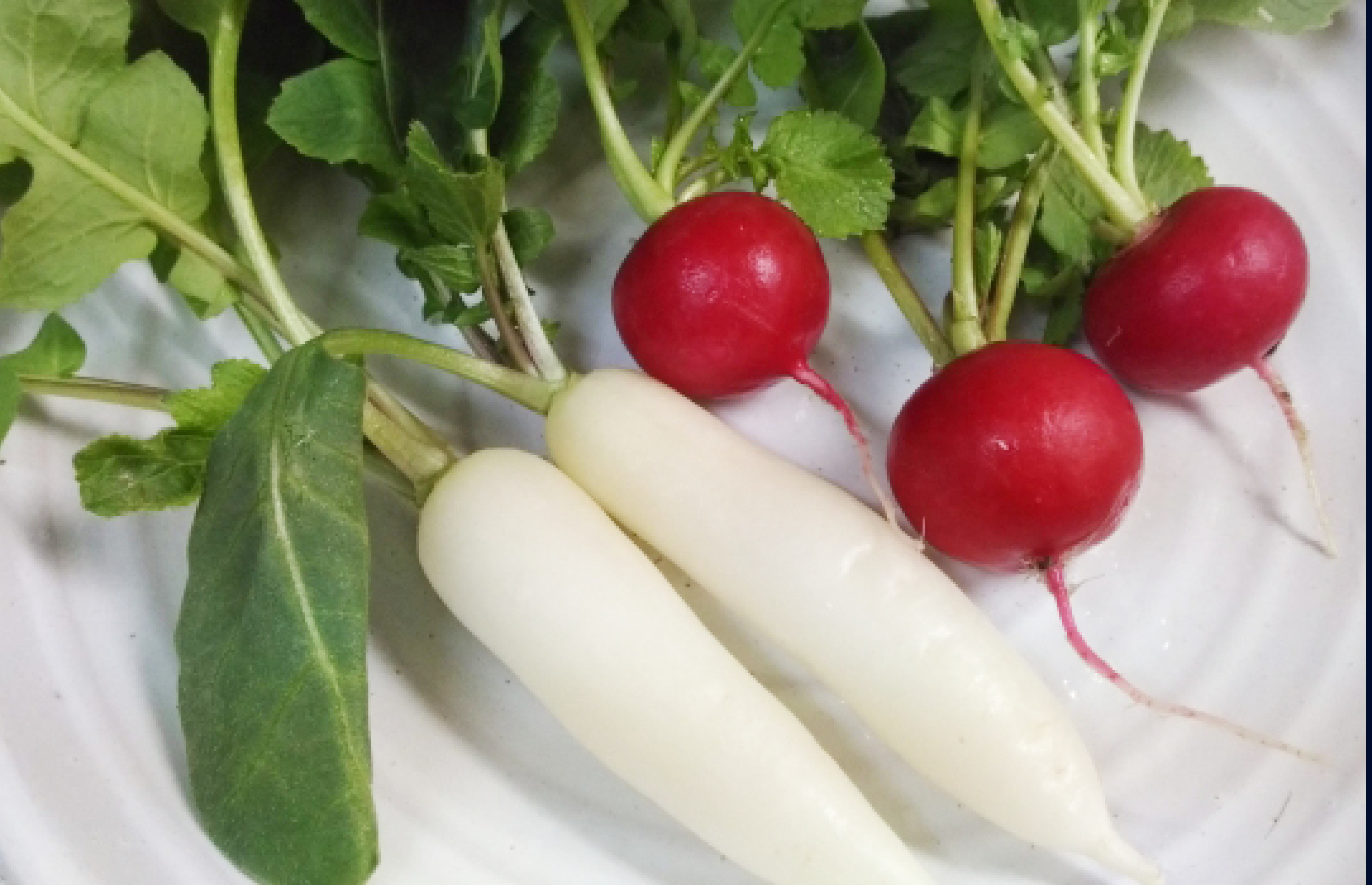 魚つぐ-野菜にこだわる